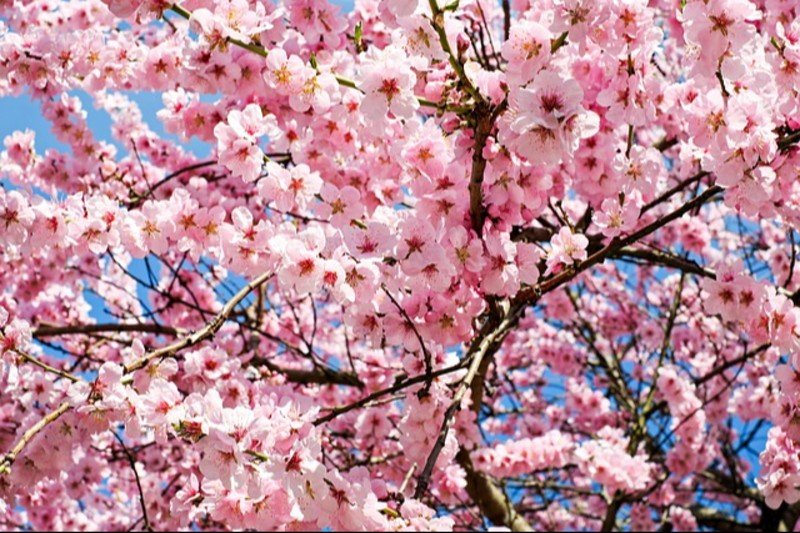 Fast-Paced Wyomissing Trivia & Music Bingo @ Sly Fox Taphouse, Tues 6PM 3-25-25 4 - Trivia in Reading PA, Music Bingo in Reading PA In Japan spring is signified by blossoming of cherry trees