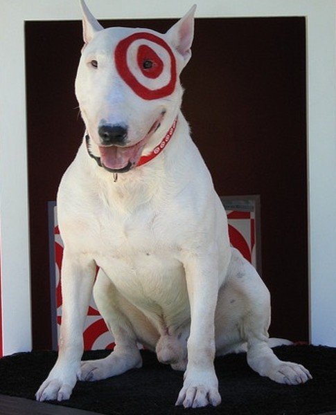 Awesome Wyomissing Trivia & Music Bingo @ Sly Fox Taphouse, Tues 6PM 5-6-25 4 - Trivia in Reading PA, Music Bingo in Reading PA White Bull Terrier Bullseye of Target Fame